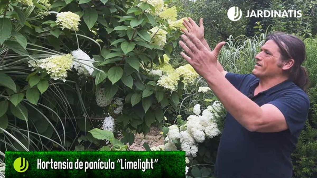 hortensia de paniculas limelight jardinatis