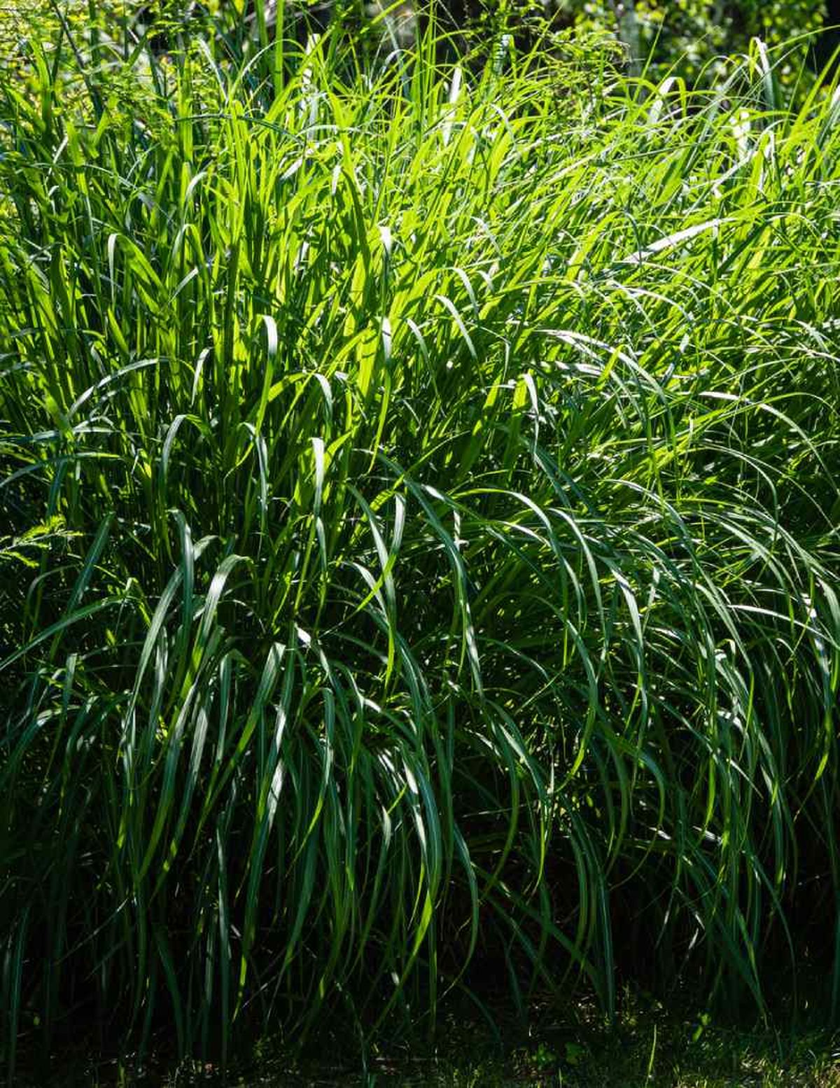 Es una planta bastante resistente