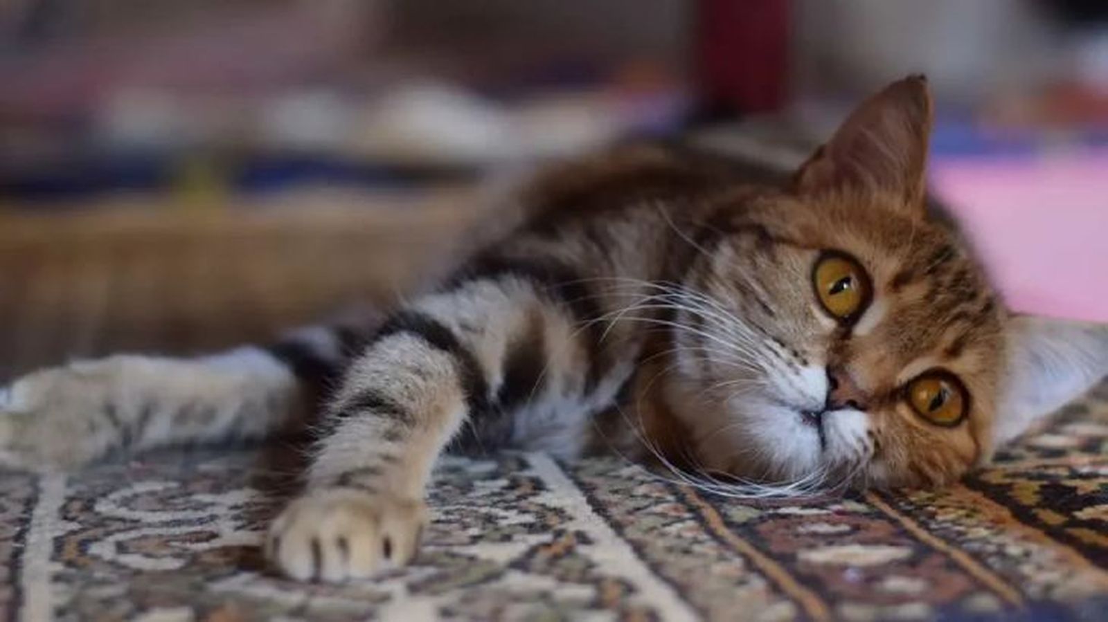 nombres egipcios para gatos 5