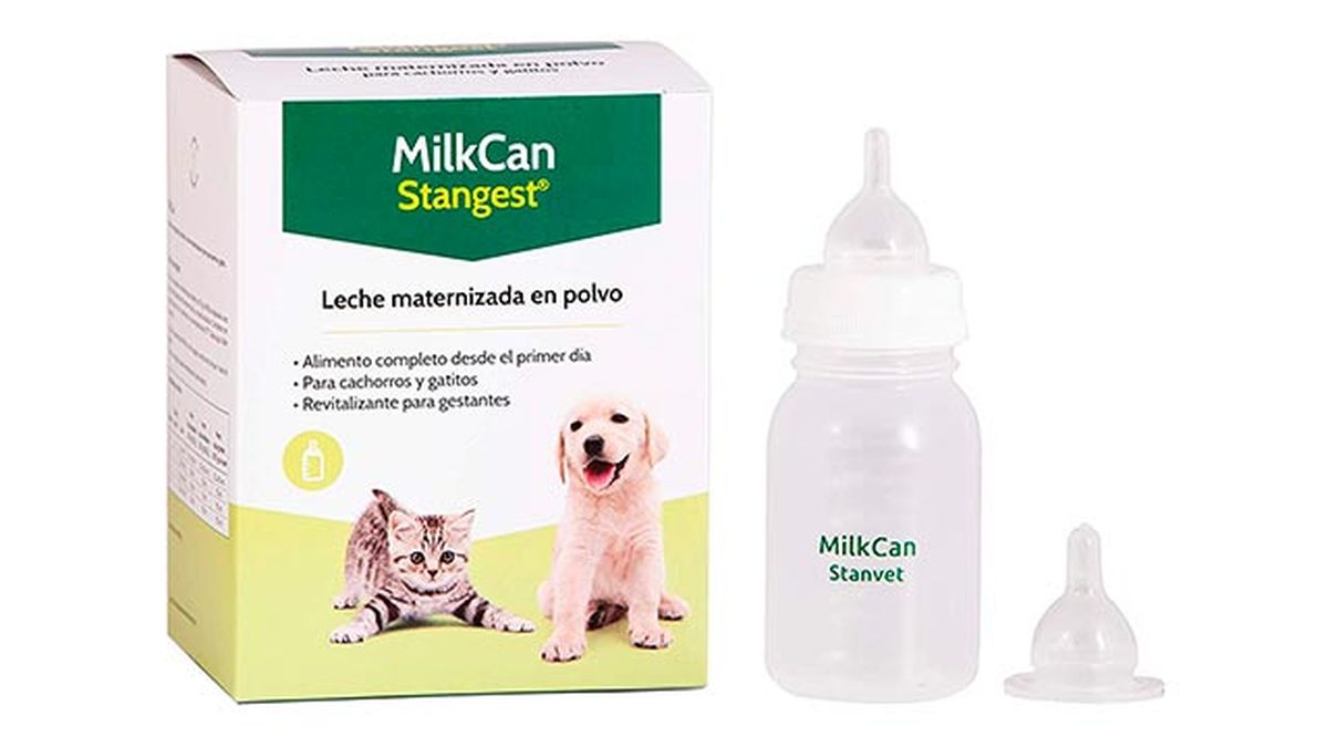 leche materna polvo gatitos