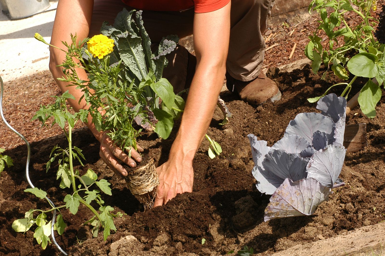 brico 0376 3 como hacer huerto plantas ornamentales paso 8