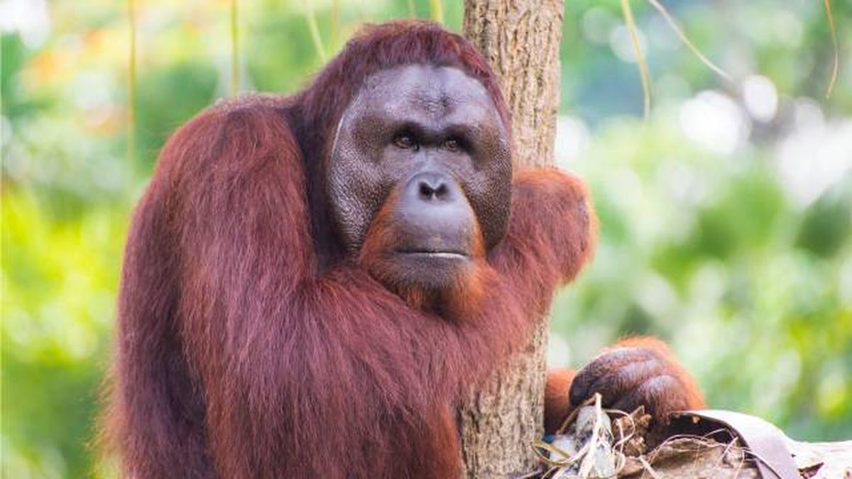 especies orangutan Borneo