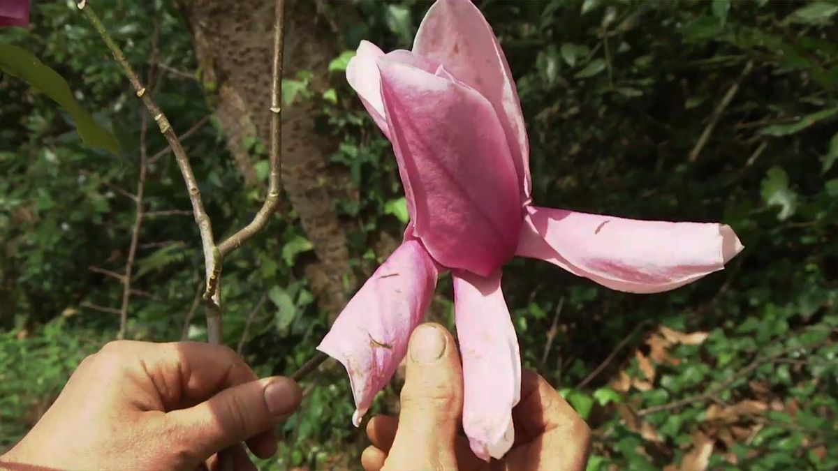 deco 773 jardin magnolia star wars flores