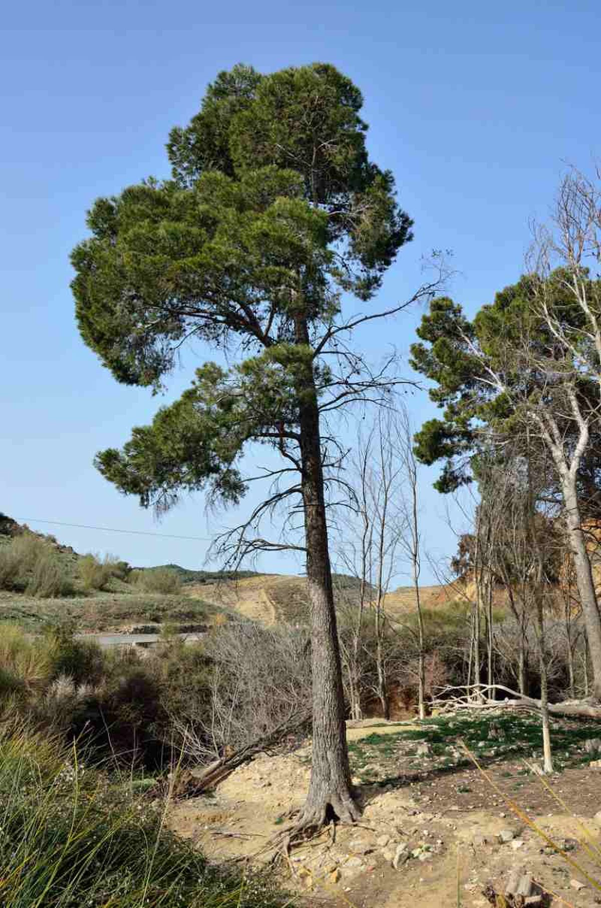 Pinus halepensis.