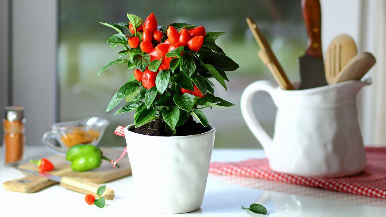 capsicum annuum