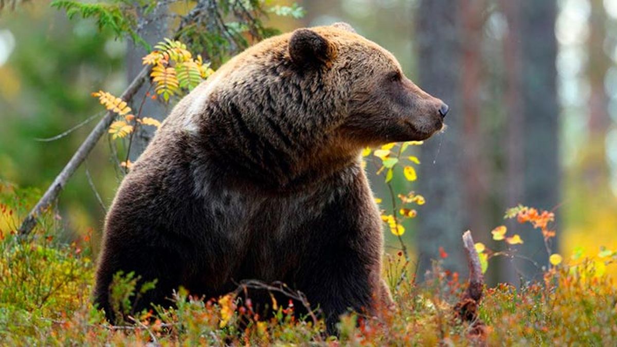 animales representativos carnaval oso