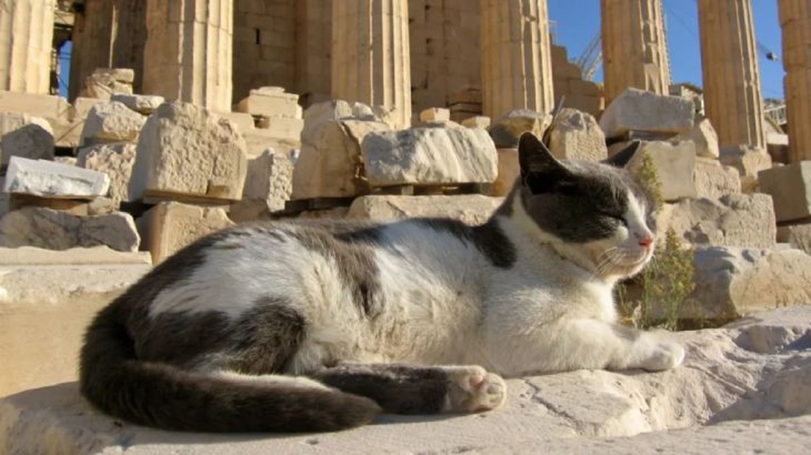 nombres griegos para gatos 1