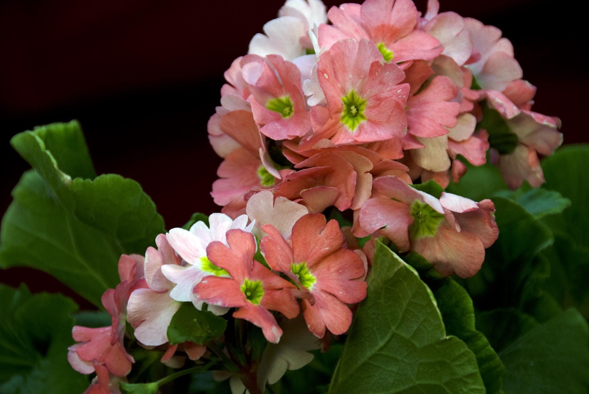 deco 076 plantas pequenas centros mesa primula