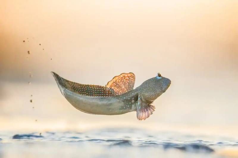Salto en fango: World Nature Photographer Awards
