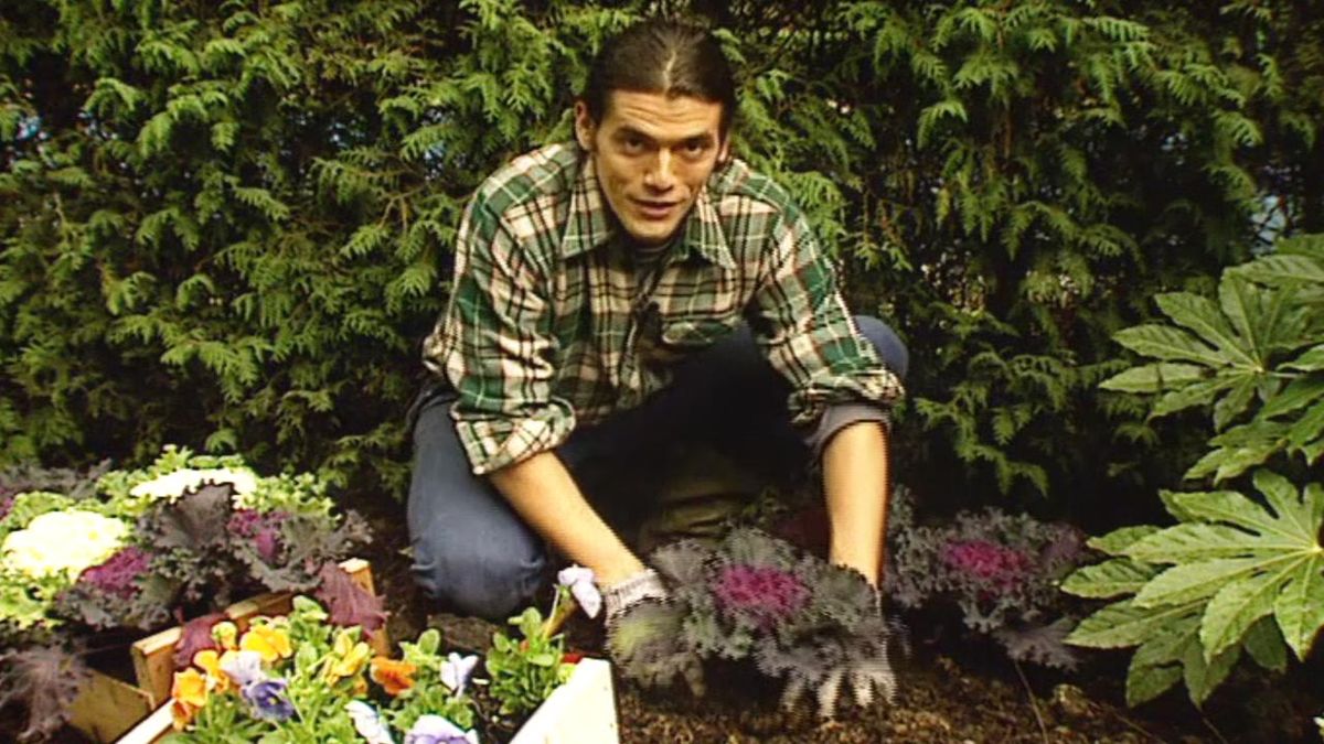 brico 091 jardin parterre flores invierno coles ornamentales moradas