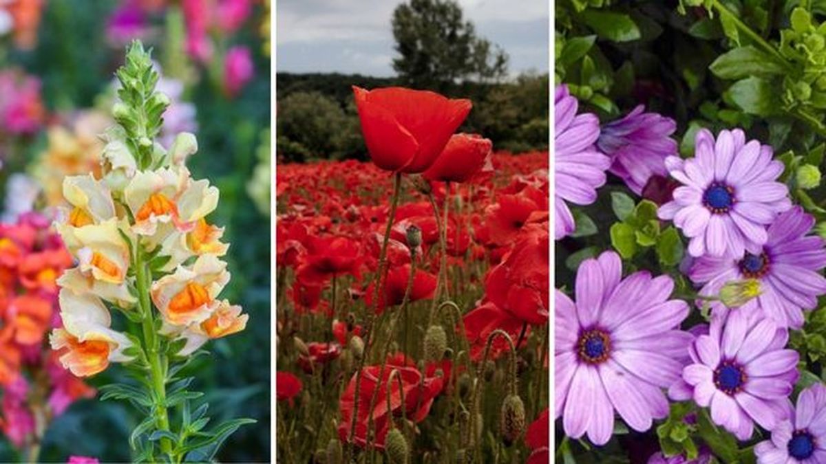 boca de dragon amapolas margarita del cabo flores de primavera