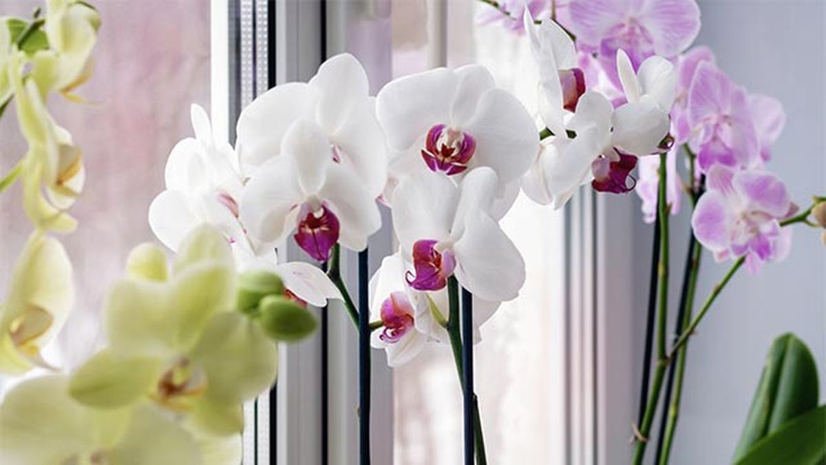 Orquídea blanca cerca de la ventana