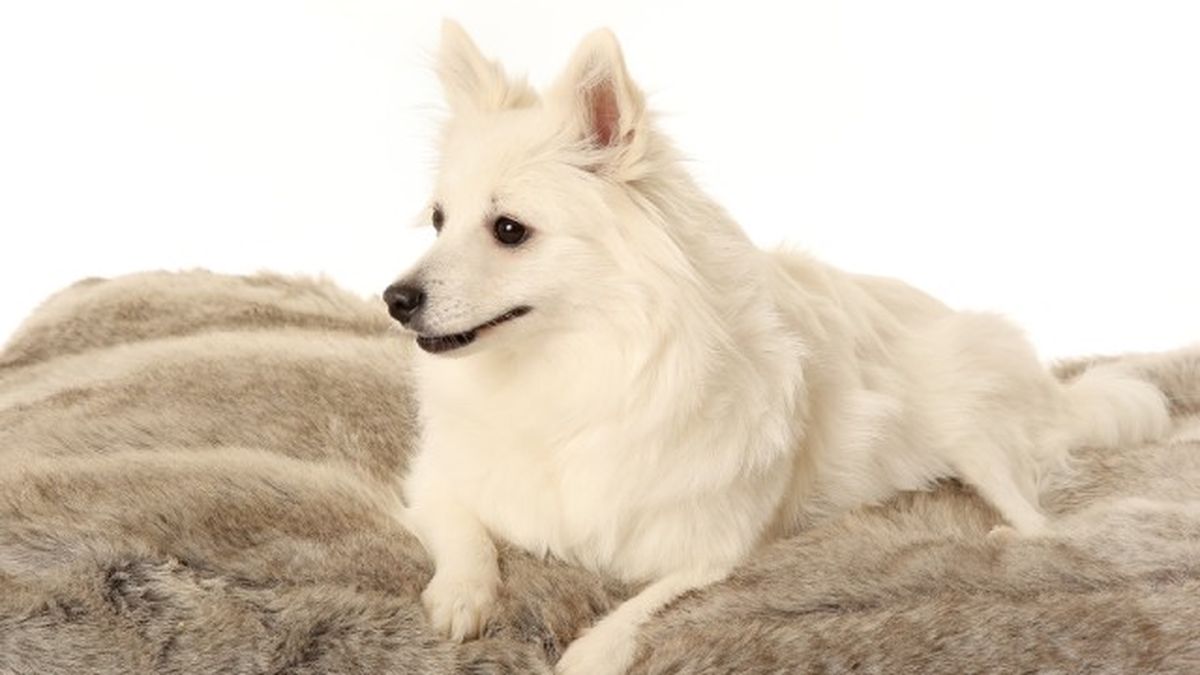 cuantas razas de perros hay 1