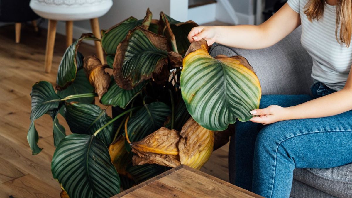 causas por las que se muere una planta de interior