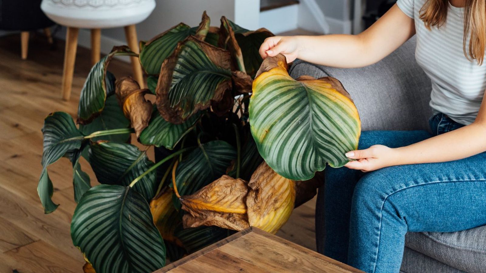 causas por las que se muere una planta de interior