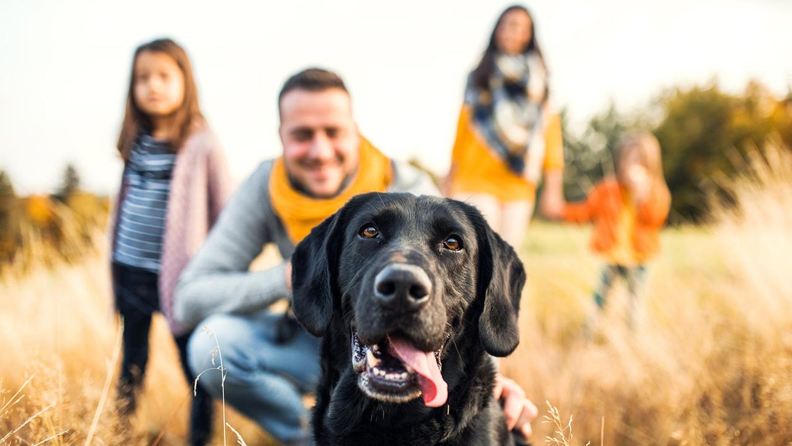 prohibiciones obligaciones ley proteccion animal portada