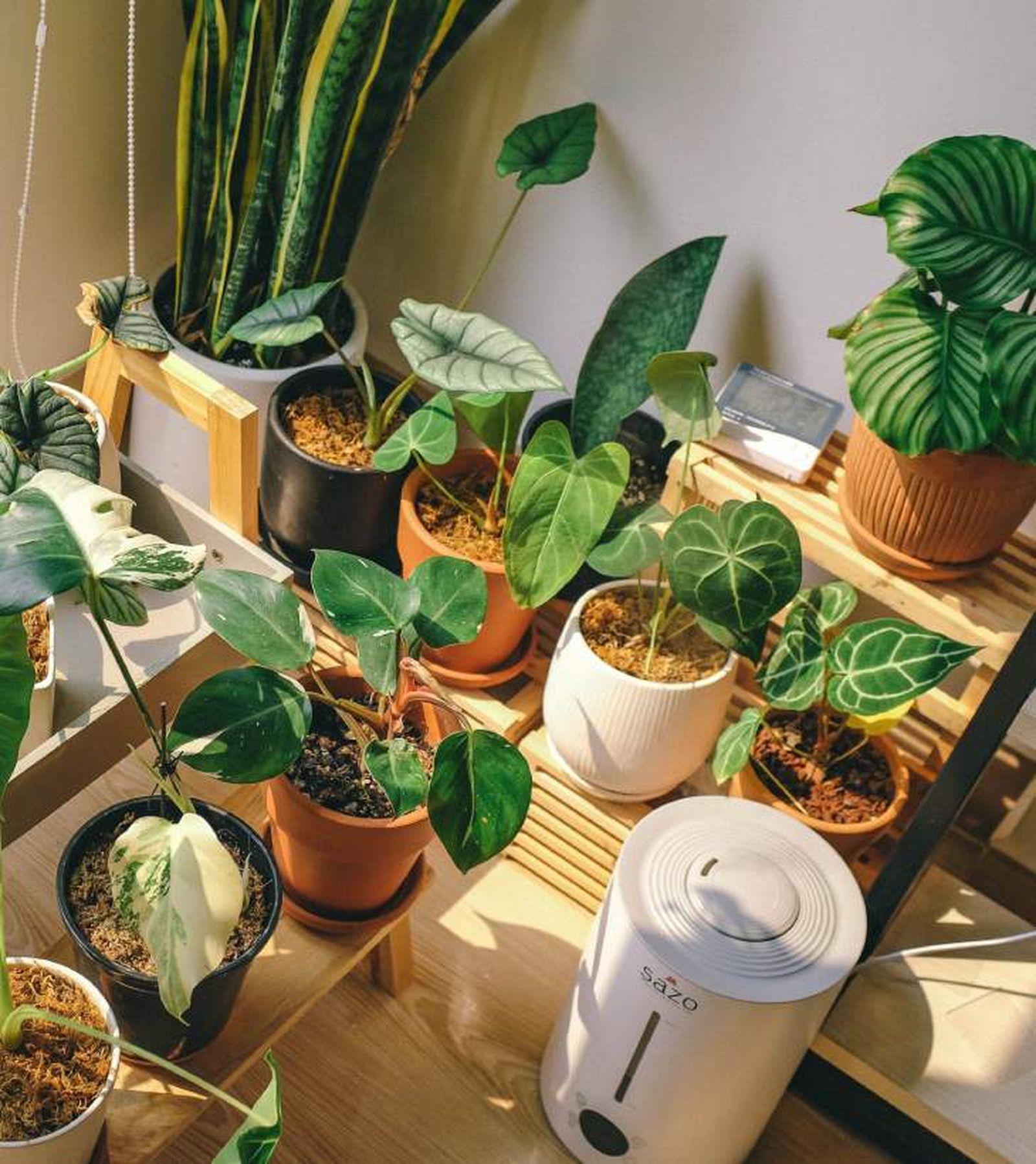 humedad ambiental plantas exoticas de interior