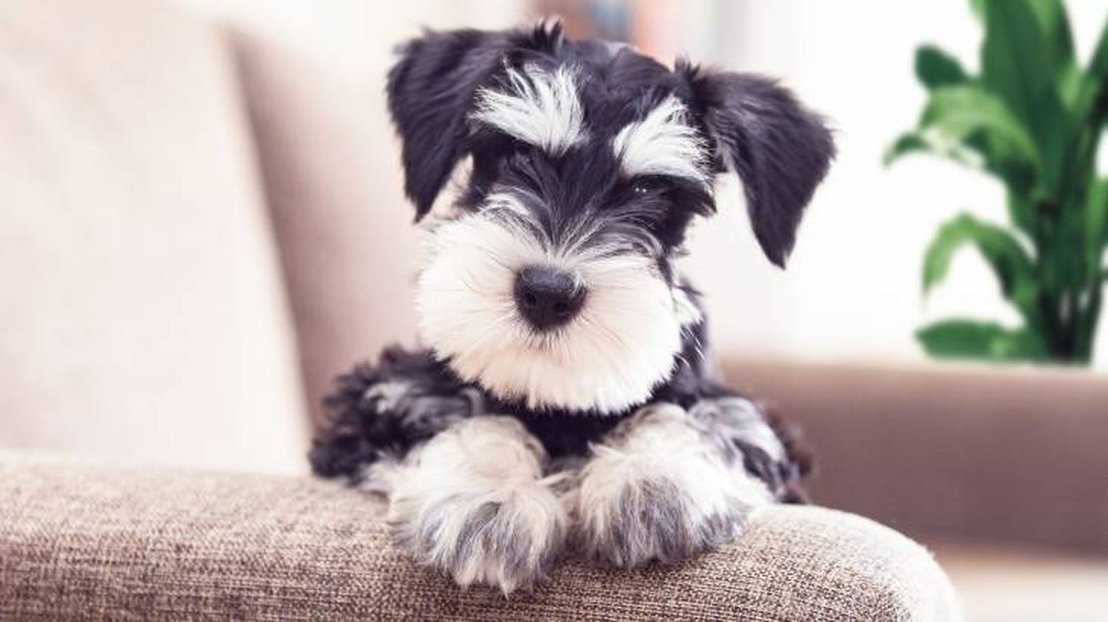 mascotas hipoalergenicas perros