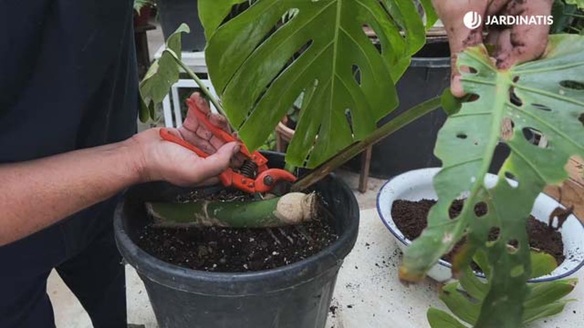 podar hojas envejecidas de la costilla de adan jardinatis