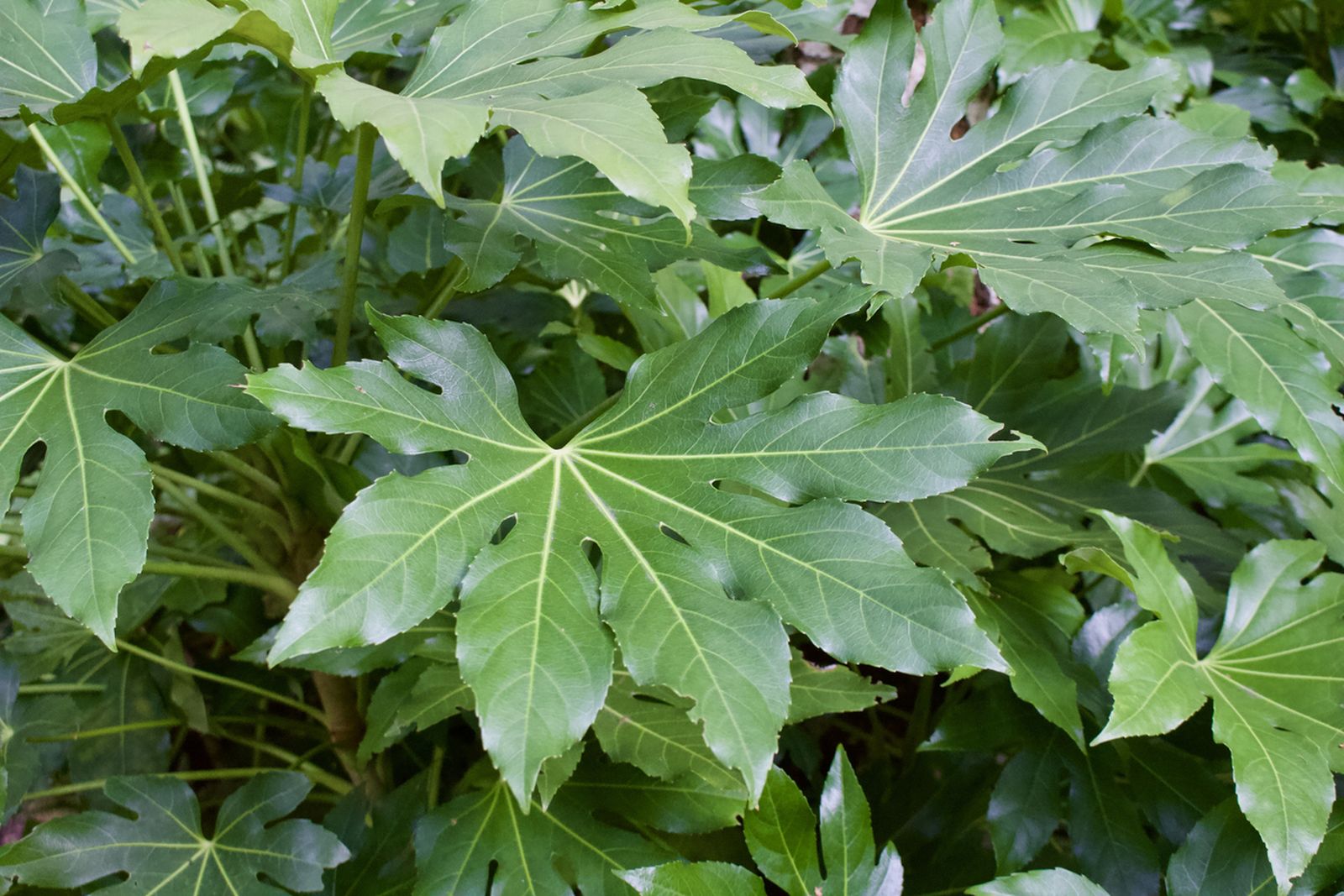 aralia planta fuerte resistente