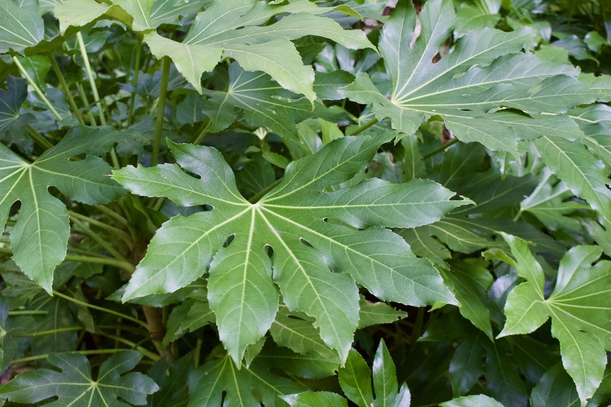 aralia planta fuerte resistente