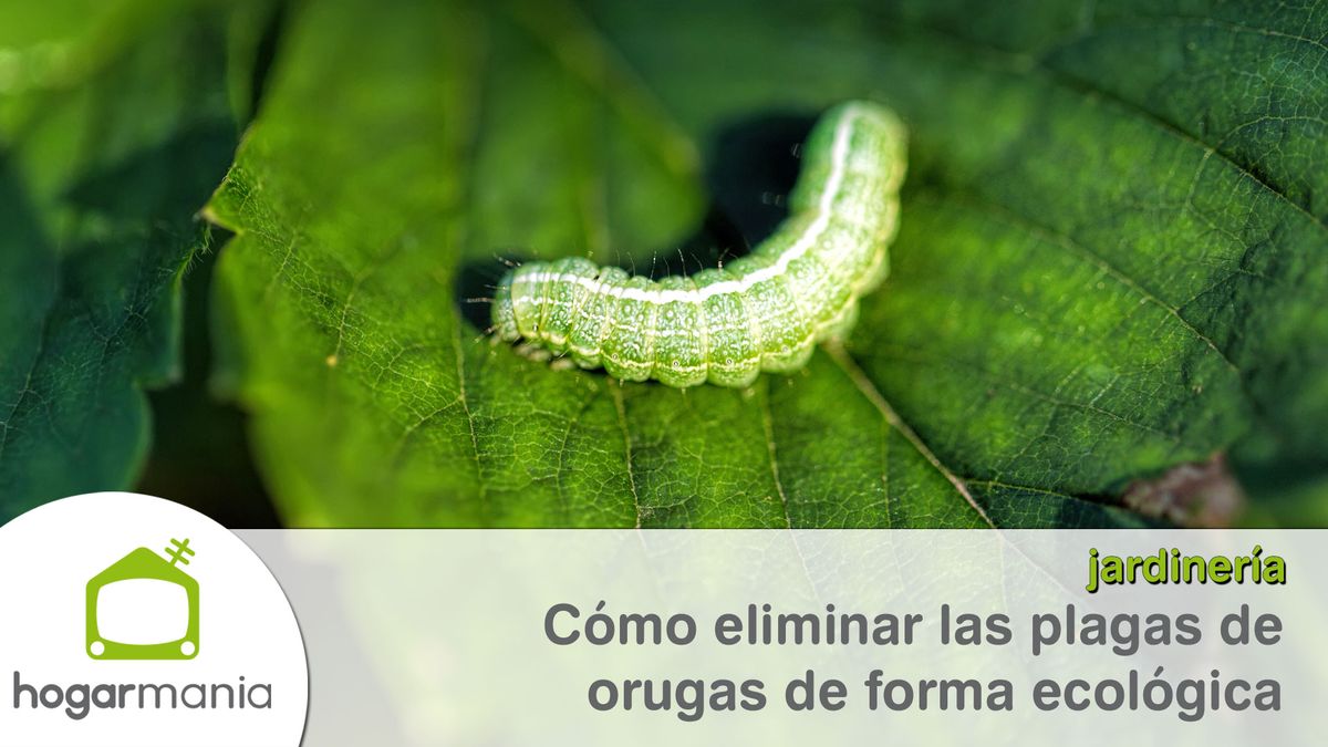 como combatir plaga orugas xl