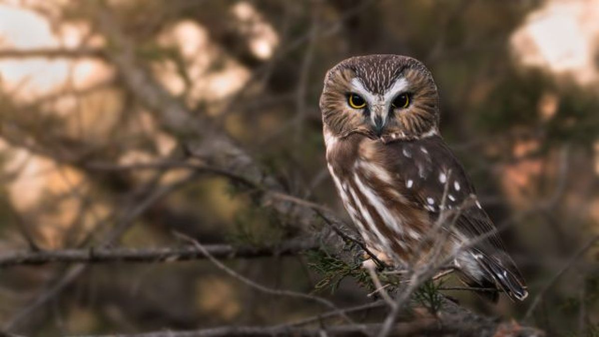 buhos como mascota 3