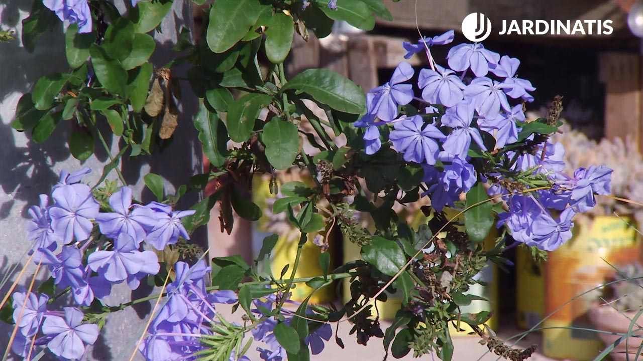 Plumbago capensis.
