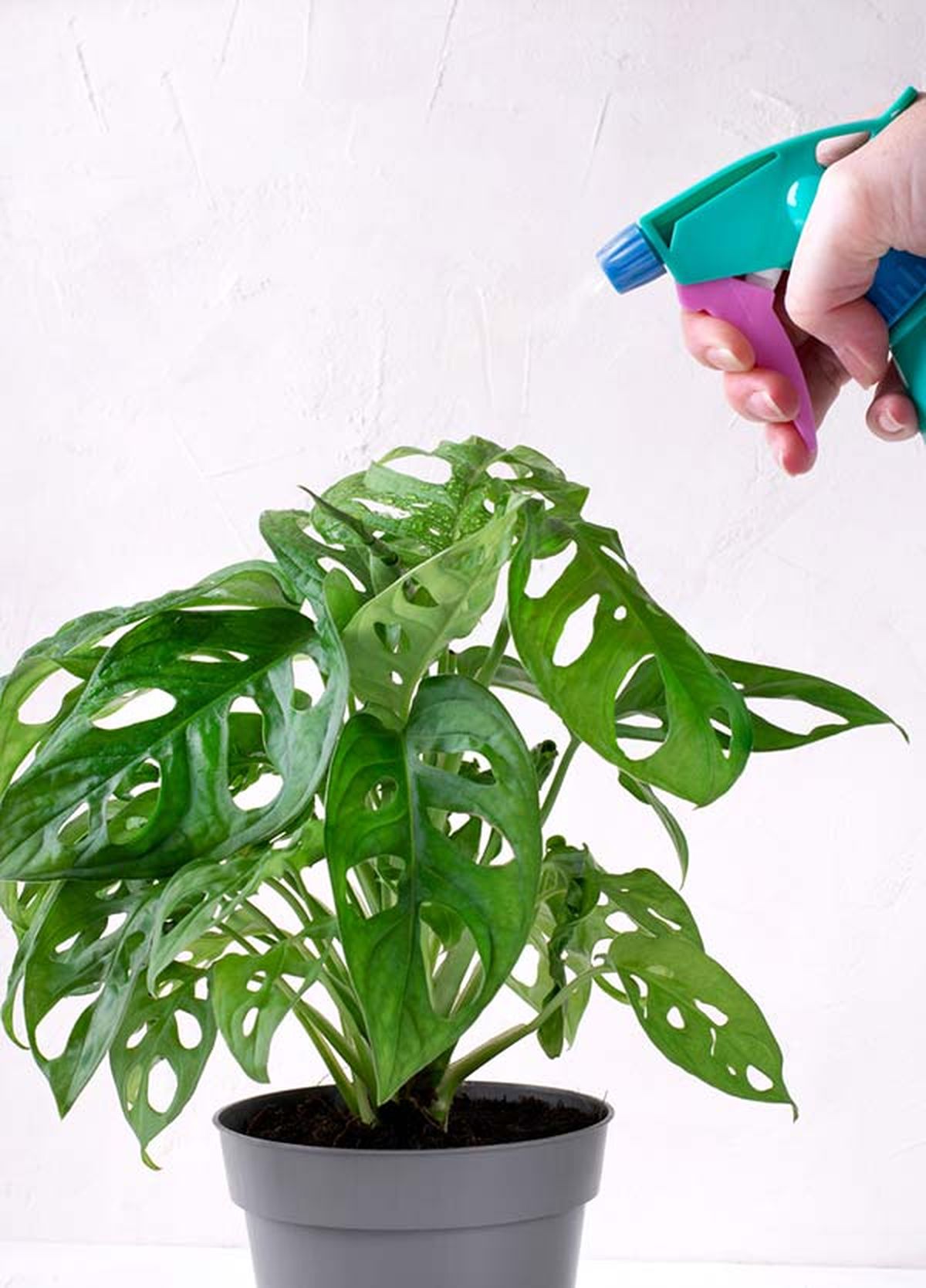 riego monstera adansonii