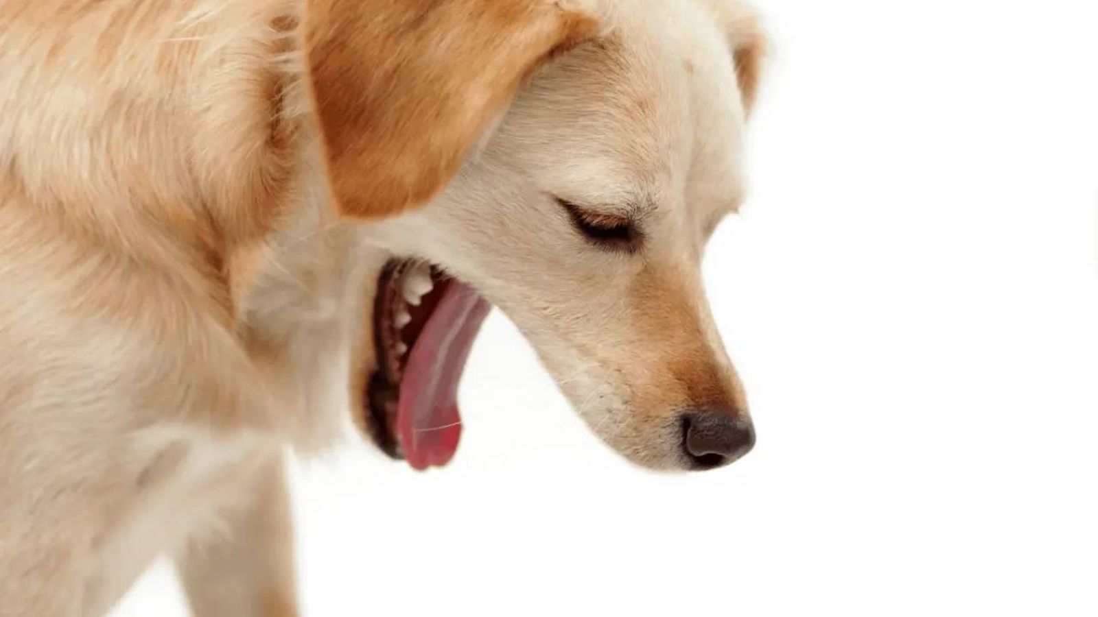 como hacer que vomite un perro 8 (1)