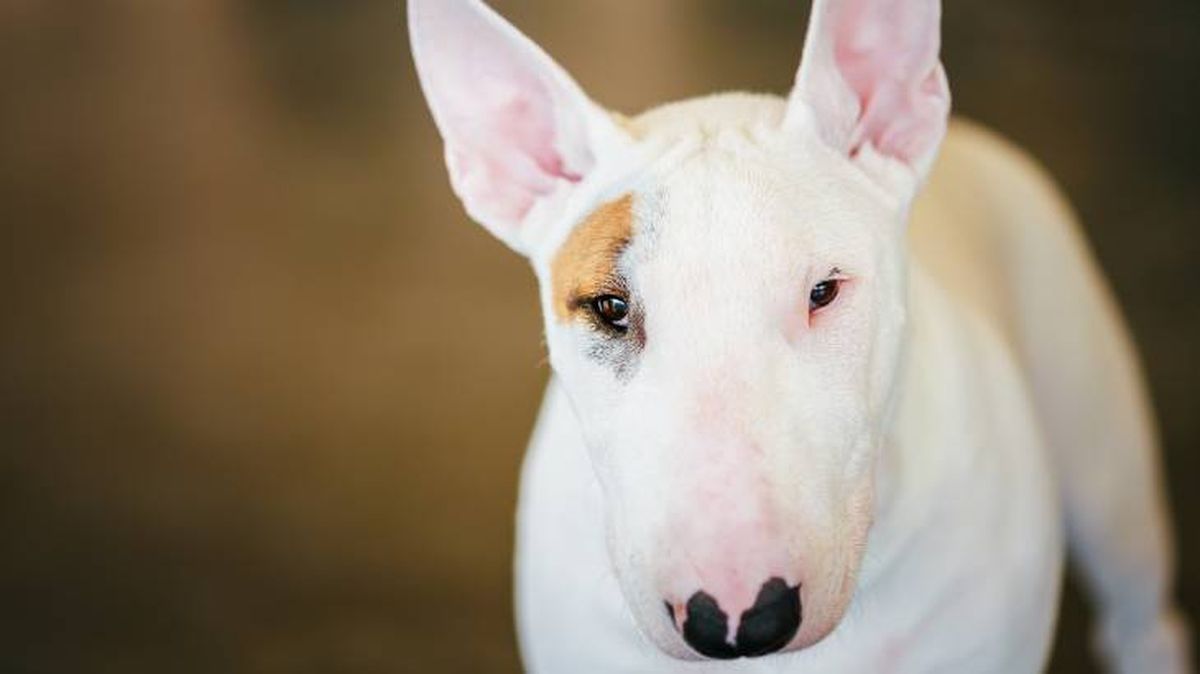 pitbull bull terrier