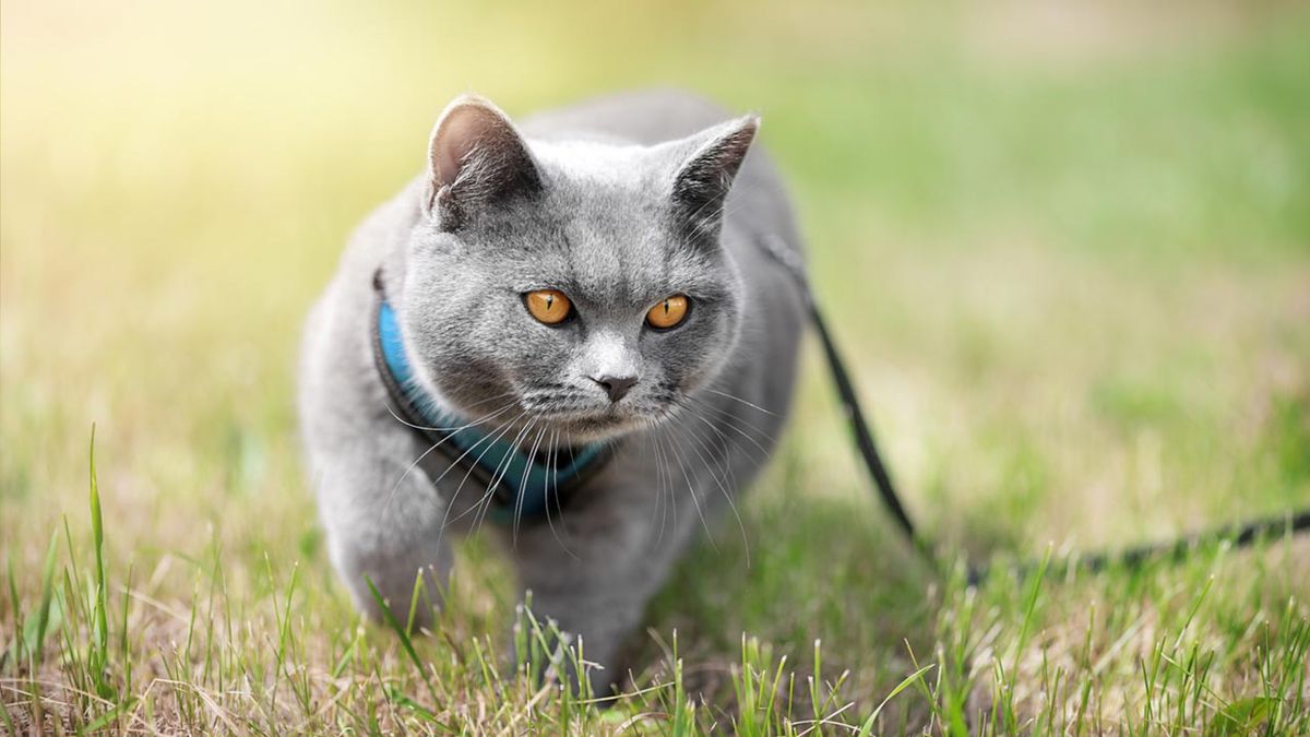 mejor arnes para gatos