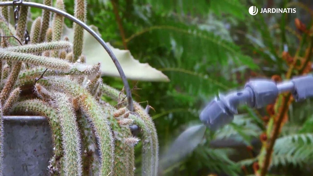 brico 935 3 tierra diatomeas eliminar plaga cochinilla xl