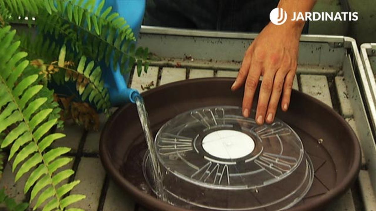 DEKO_JARDIN_403 Cuidados helechos humedad