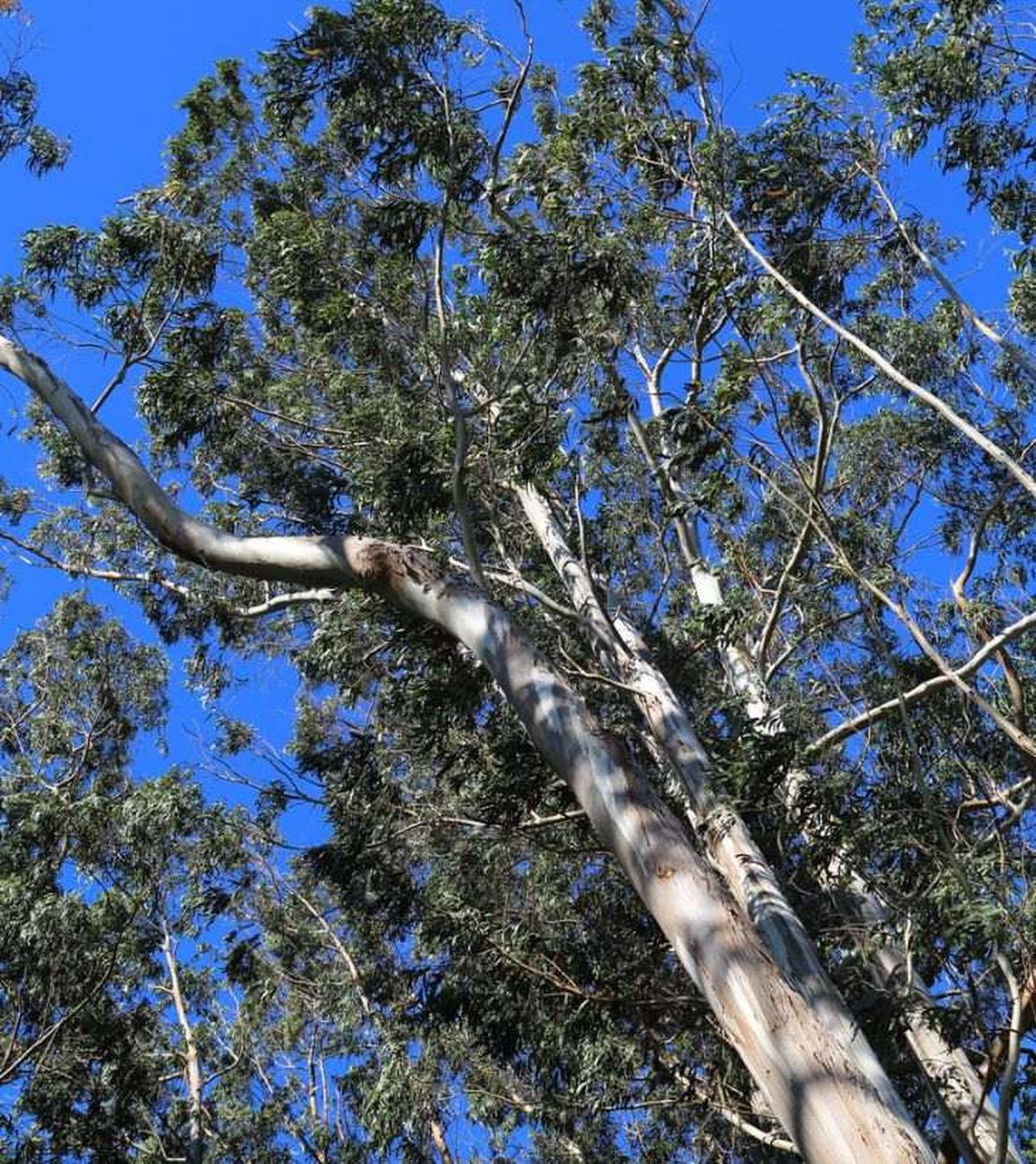 Eucalyptus globulus