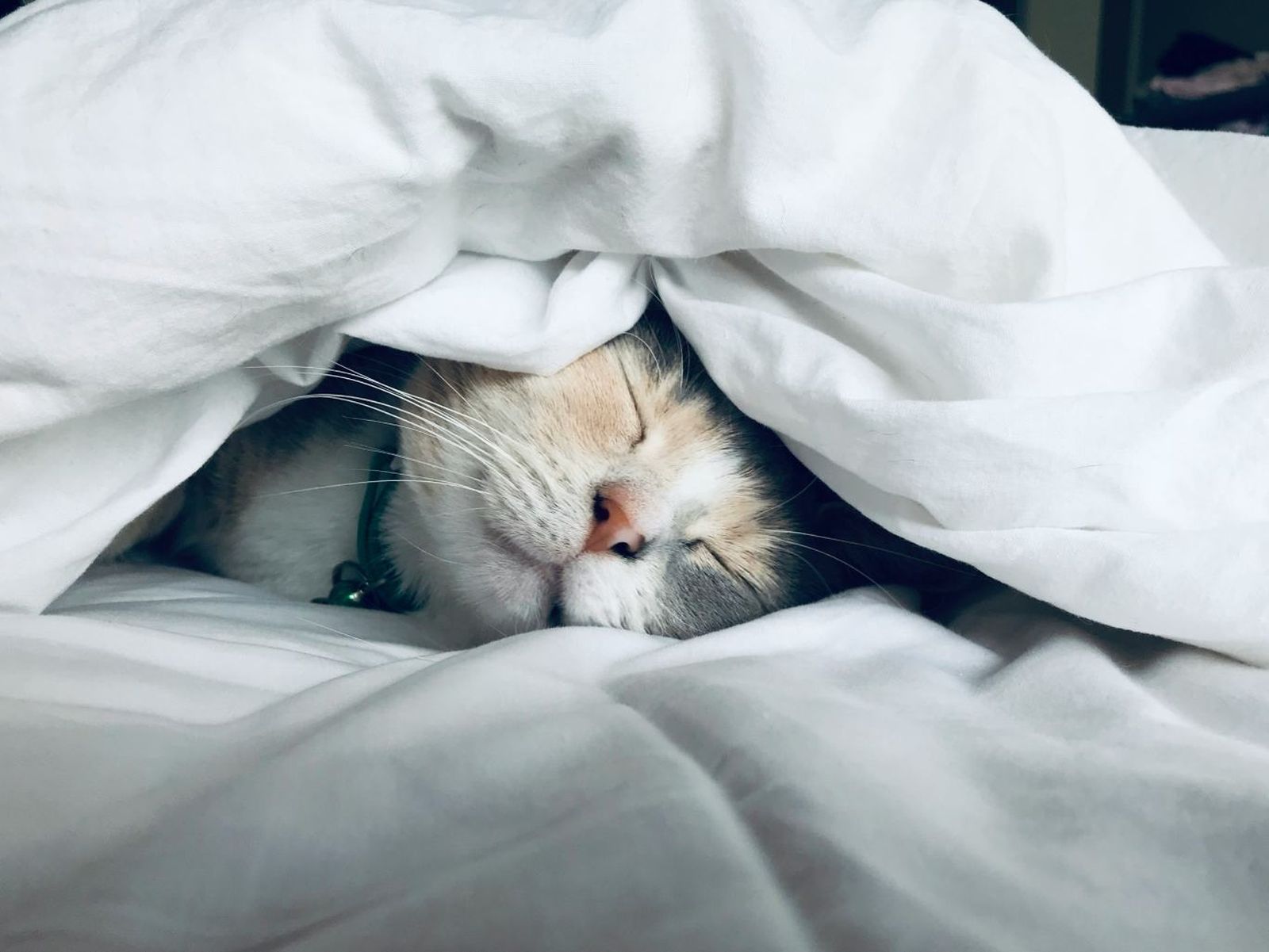 Gato durmiendo