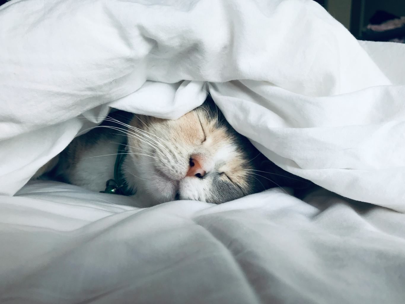 Gato durmiendo