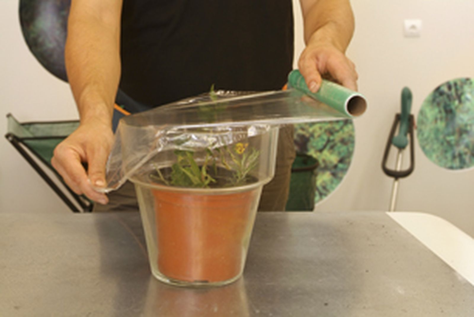 Esquejes o gajos para reproducir plantas paso 5