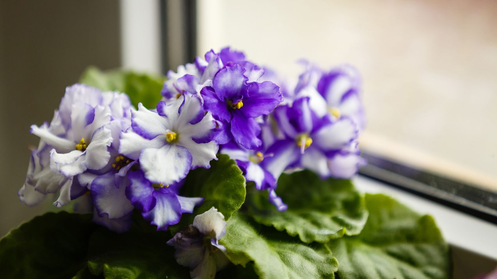 violetas africanas xl