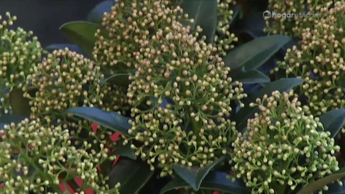 deco 413 Plantar Skimmia Japonica inflorescencias