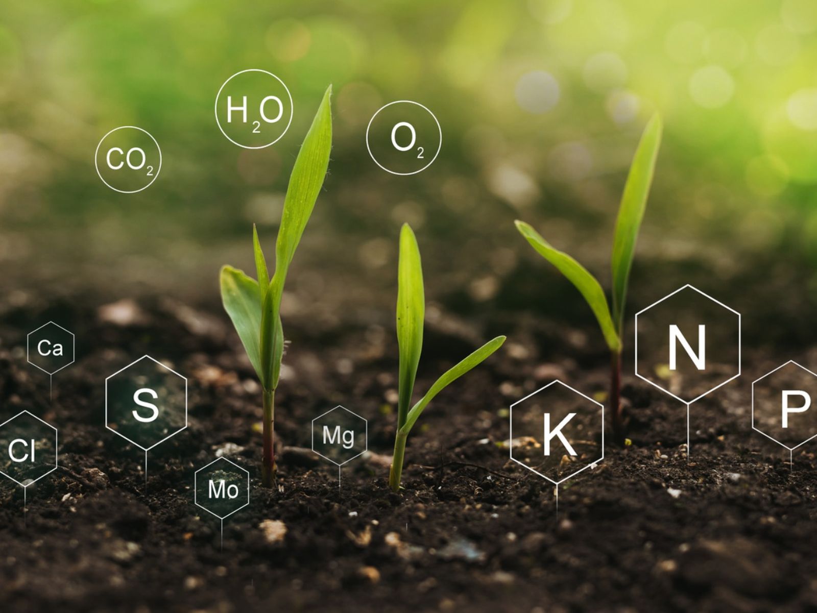 El pH del suelo afecta la disponibilidad de nutrientes esenciales para las plantas.