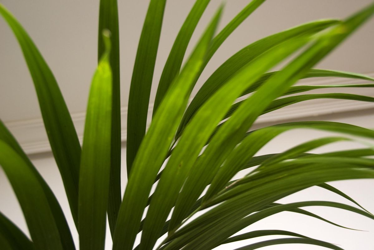 deko 276 decorar salon kentia detalle