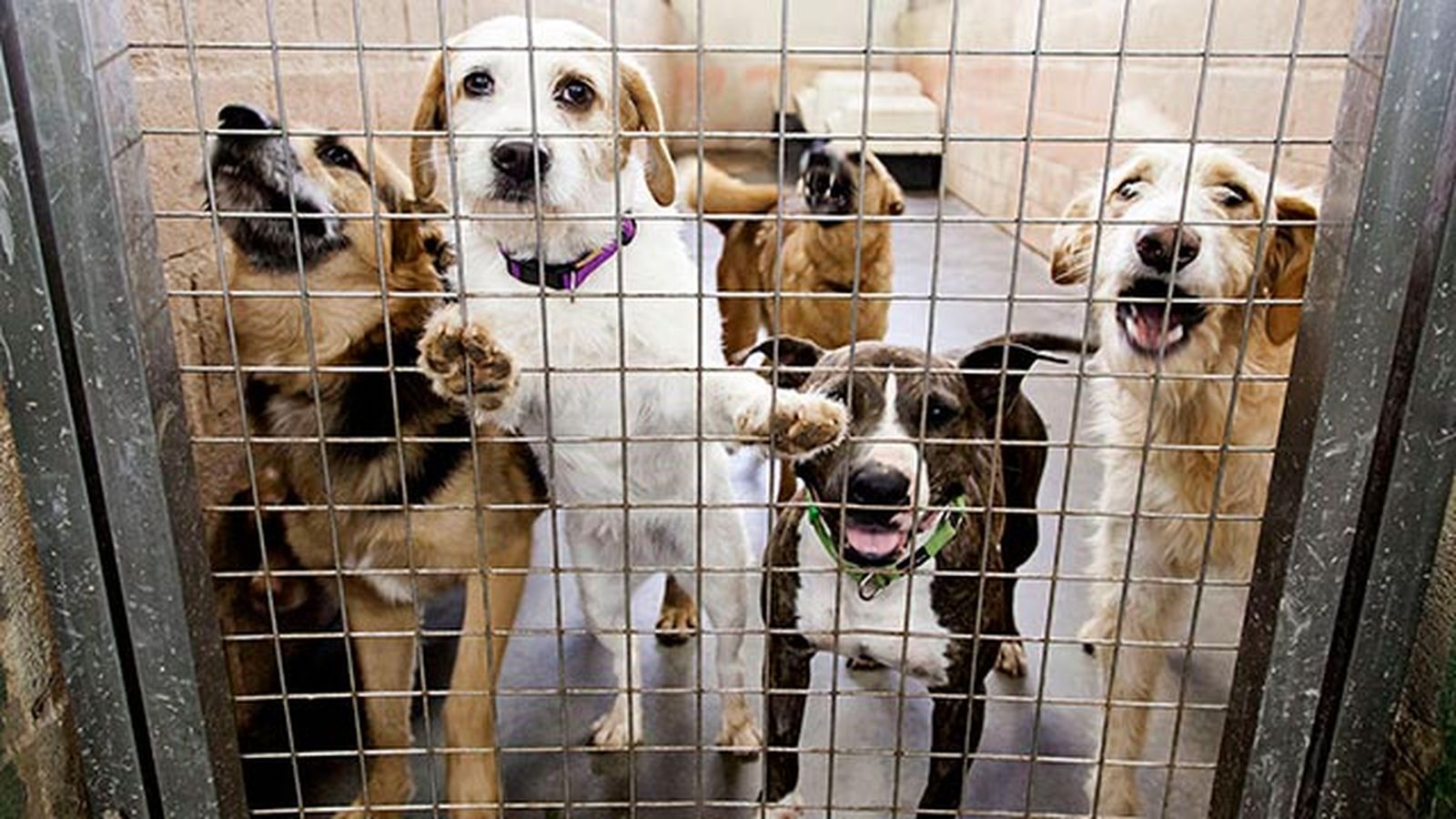 mascotas perros mestizos adopcion