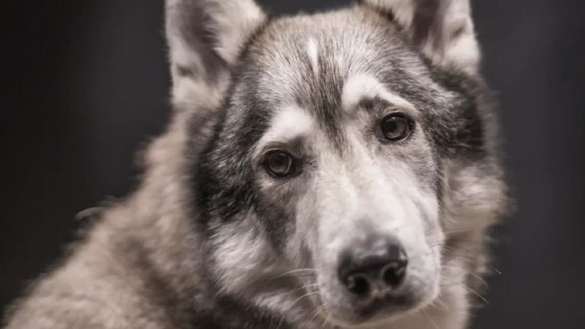 perros que parecen lobos tamaskan