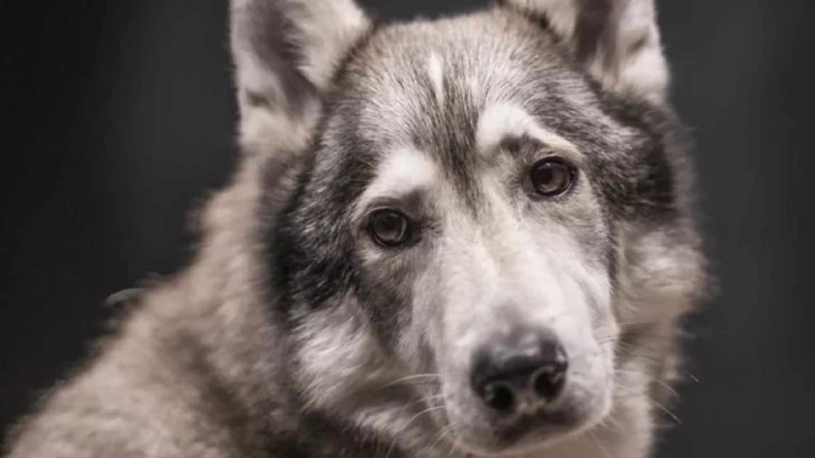 perros que parecen lobos tamaskan