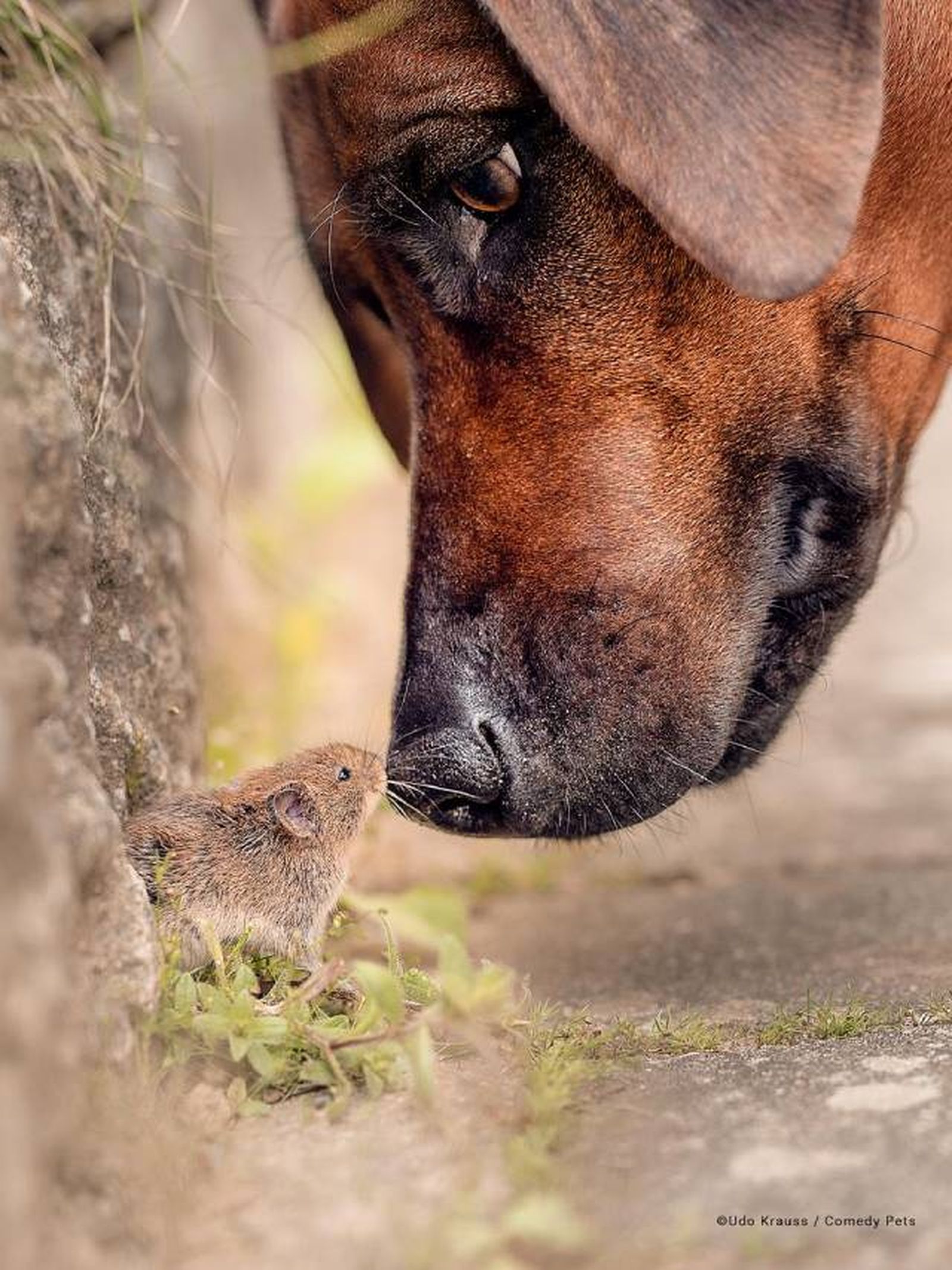 finalista23 premios fotografia Comedy Pet Photo Awards 2023
