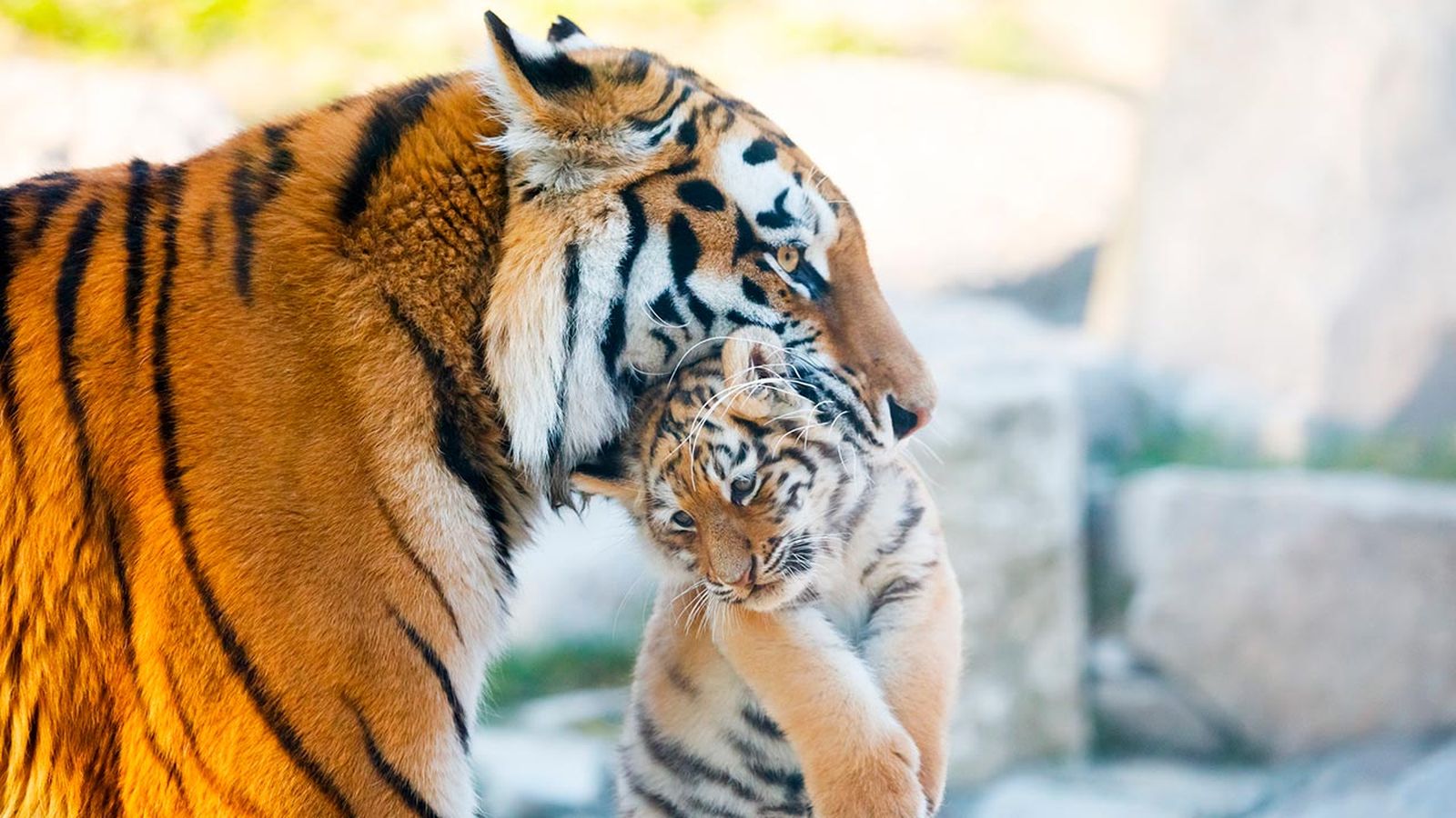 curiosidades tigre 5