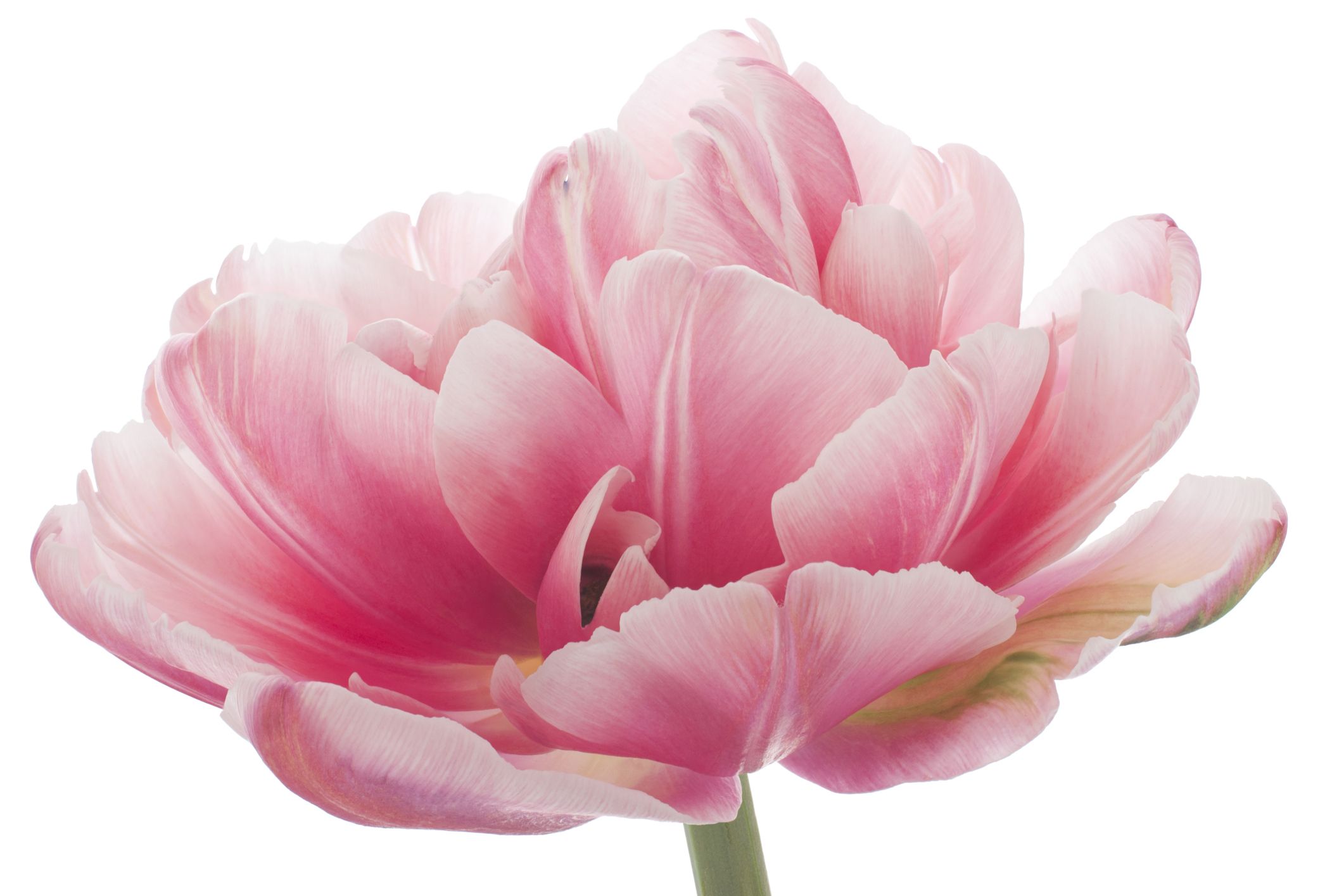 Tulipa angélique