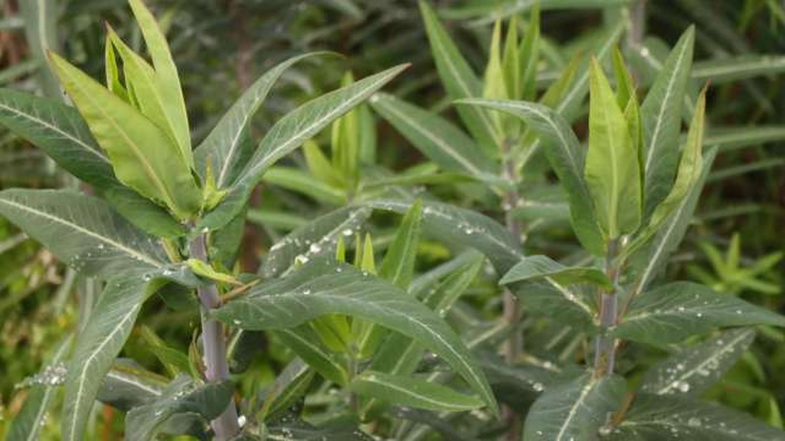 planta antitopos euphorbia lathyris