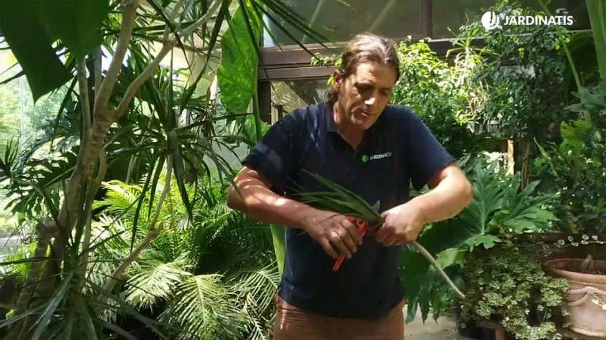 Corta las hojas a la mitad